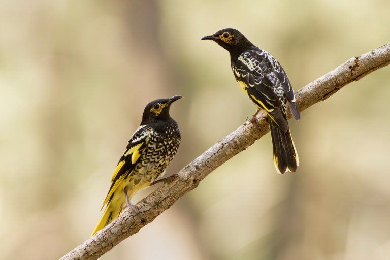 Bird songs remove celebrities from the Australian music charts