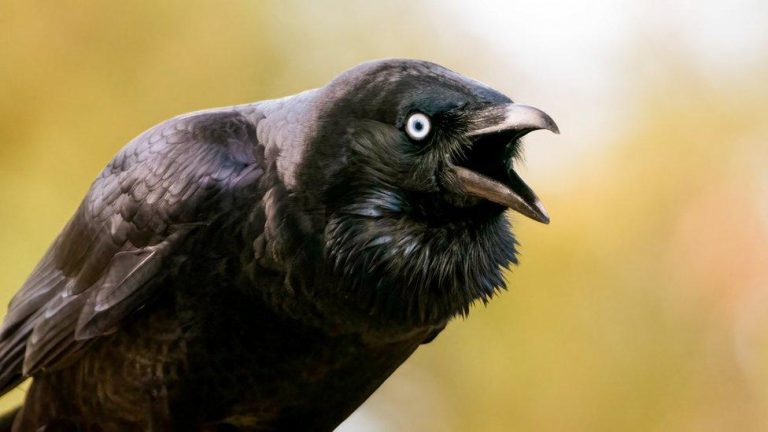 ‘Democratic’ jackdaws make judgments based on noise.