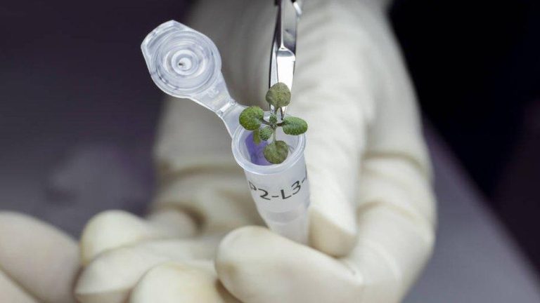 For the first time in a breakthrough test, moon soil was used to grow plants.