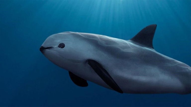 Vaquita: The world’s most endangered sea mammal may not be extinct.