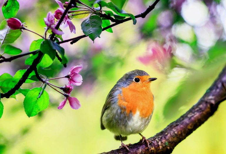 Bright songbirds may be traded to extinction.