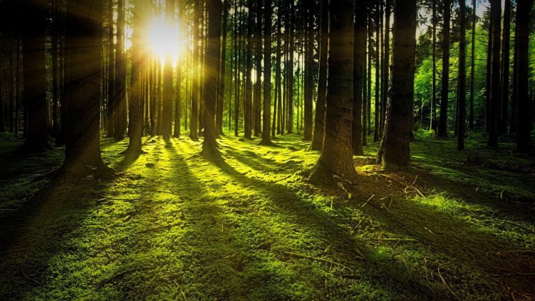 <strong>Trees store ‘twice as much carbon’ as once thought</strong>